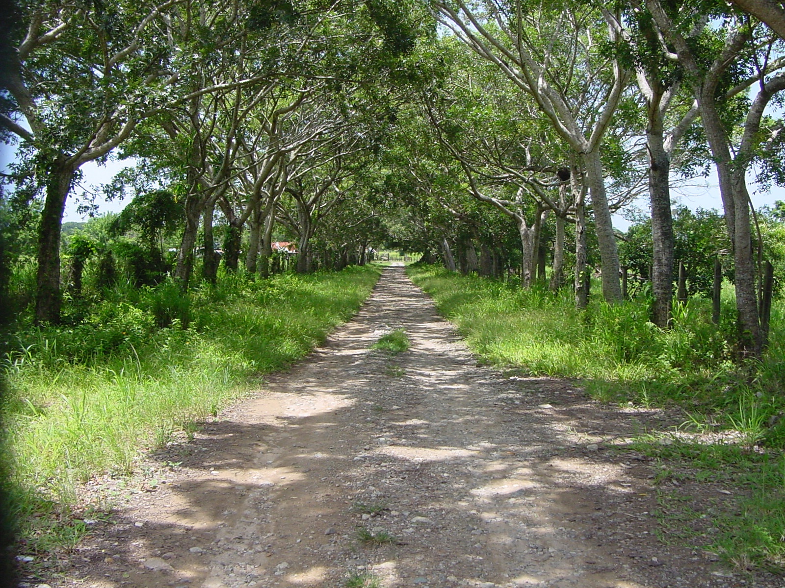 Granadita Horizon — internal canopy road with natural tree tunnel, Atlántida Honduras