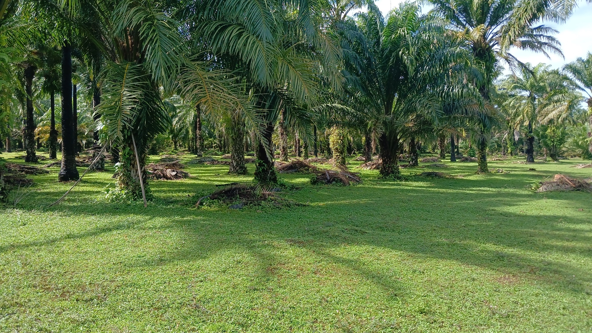 Granadita Horizon — active palm plantation with vibrant green grass and sunlit canopy, Atlántida Honduras